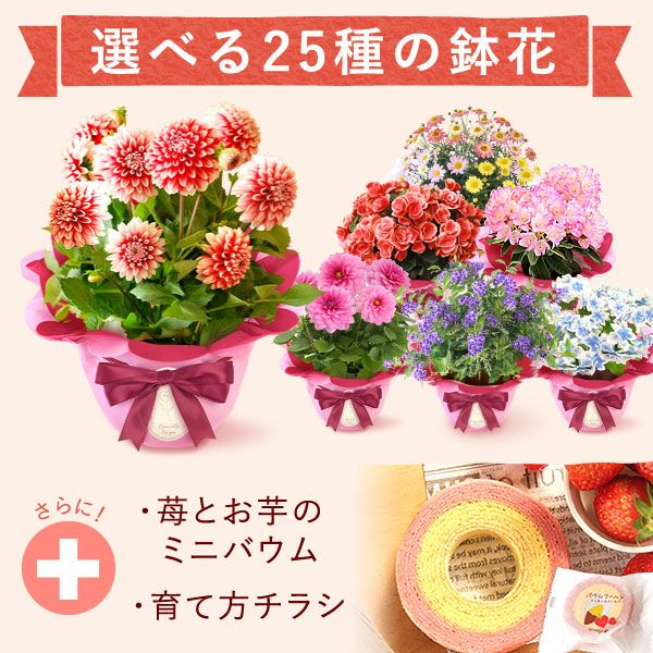 母の日 プレゼント 花 生花 ギフト 花鉢 鉢花 鉢植え ダリア 紫陽花 あじさい アジサイ バラ 薔薇 ばら 百合 ユリ ゆり マーガレット ジャスミン シャクナゲ ベゴニア 送料無料 スイーツ お菓子 洋菓子 ギフトセット おいもや