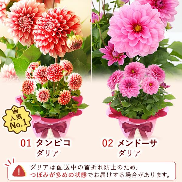 母の日 プレゼント 花 生花 ギフト 花鉢 鉢花 鉢植え ダリア 紫陽花 あじさい アジサイ バラ 薔薇 ばら 百合 ユリ ゆり マーガレット ジャスミン シャクナゲ ベゴニア 送料無料 スイーツ お菓子 洋菓子 ギフトセット おいもや