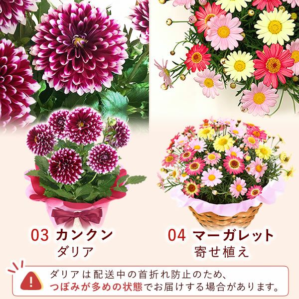 母の日 プレゼント 花 生花 ギフト 花鉢 鉢花 鉢植え ダリア 紫陽花 あじさい アジサイ バラ 薔薇 ばら 百合 ユリ ゆり マーガレット ジャスミン シャクナゲ ベゴニア 送料無料 スイーツ お菓子 洋菓子 ギフトセット おいもや