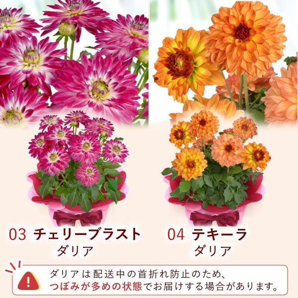 母の日 プレゼント 花 生花 ギフト 花鉢 鉢花 鉢植え ダリア 紫陽花 あじさい アジサイ バラ 薔薇 ばら 百合 ユリ ゆり マーガレット ジャスミン シャクナゲ ベゴニア 送料無料 スイーツ お菓子 洋菓子 ギフトセット おいもや