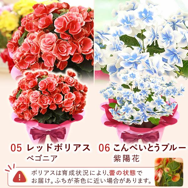 母の日 プレゼント 花 生花 ギフト 花鉢 鉢花 鉢植え ダリア 紫陽花 あじさい アジサイ バラ 薔薇 ばら 百合 ユリ ゆり マーガレット ジャスミン シャクナゲ ベゴニア 送料無料 スイーツ お菓子 洋菓子 ギフトセット おいもや