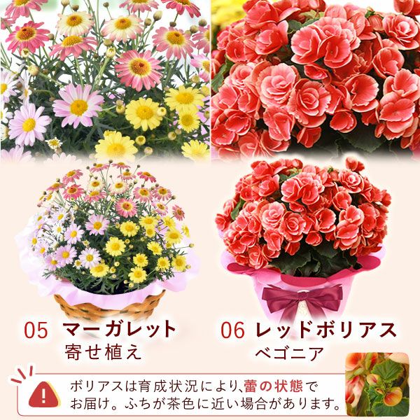 母の日 プレゼント 花 生花 ギフト 花鉢 鉢花 鉢植え ダリア 紫陽花 あじさい アジサイ バラ 薔薇 ばら 百合 ユリ ゆり マーガレット ジャスミン シャクナゲ ベゴニア 送料無料 スイーツ お菓子 洋菓子 ギフトセット おいもや