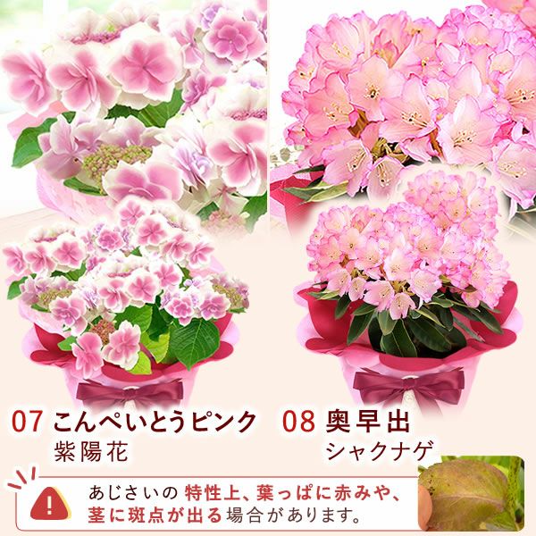 母の日 プレゼント 花 生花 ギフト 花鉢 鉢花 鉢植え ダリア 紫陽花 あじさい アジサイ バラ 薔薇 ばら 百合 ユリ ゆり マーガレット ジャスミン シャクナゲ ベゴニア 送料無料 スイーツ お菓子 洋菓子 ギフトセット おいもや