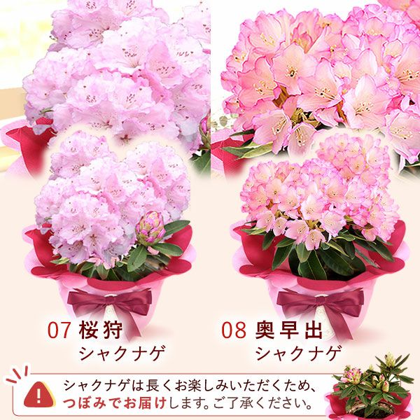 母の日 プレゼント 花 生花 ギフト 花鉢 鉢花 鉢植え ダリア 紫陽花 あじさい アジサイ バラ 薔薇 ばら 百合 ユリ ゆり マーガレット ジャスミン シャクナゲ ベゴニア 送料無料 スイーツ お菓子 洋菓子 ギフトセット おいもや