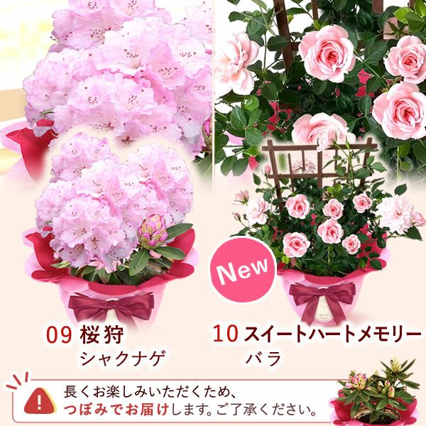 母の日 プレゼント 花 生花 ギフト 花鉢 鉢花 鉢植え ダリア 紫陽花 あじさい アジサイ バラ 薔薇 ばら 百合 ユリ ゆり マーガレット ジャスミン シャクナゲ ベゴニア 送料無料 スイーツ お菓子 洋菓子 ギフトセット おいもや