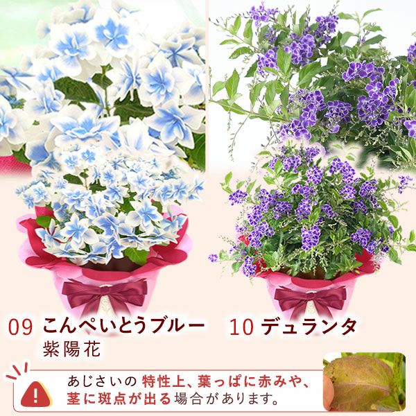 母の日 プレゼント 花 生花 ギフト 花鉢 鉢花 鉢植え ダリア 紫陽花 あじさい アジサイ バラ 薔薇 ばら 百合 ユリ ゆり マーガレット ジャスミン シャクナゲ ベゴニア 送料無料 スイーツ お菓子 洋菓子 ギフトセット おいもや