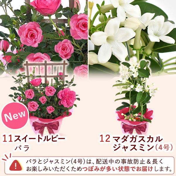 母の日 プレゼント 花 生花 ギフト 花鉢 鉢花 鉢植え ダリア 紫陽花 あじさい アジサイ バラ 薔薇 ばら 百合 ユリ ゆり マーガレット ジャスミン シャクナゲ ベゴニア 送料無料 スイーツ お菓子 洋菓子 ギフトセット おいもや