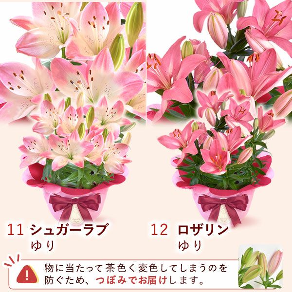 母の日 プレゼント 花 生花 ギフト 花鉢 鉢花 鉢植え ダリア 紫陽花 あじさい アジサイ バラ 薔薇 ばら 百合 ユリ ゆり マーガレット ジャスミン シャクナゲ ベゴニア 送料無料 スイーツ お菓子 洋菓子 ギフトセット おいもや