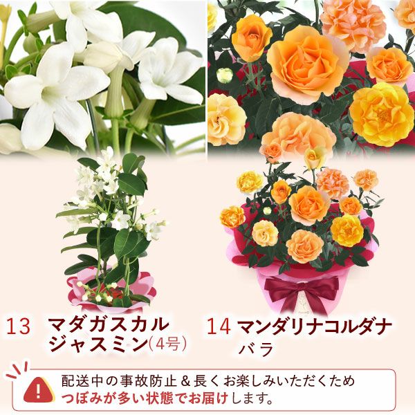 母の日 プレゼント 花 生花 ギフト 花鉢 鉢花 鉢植え ダリア 紫陽花 あじさい アジサイ バラ 薔薇 ばら 百合 ユリ ゆり マーガレット ジャスミン シャクナゲ ベゴニア 送料無料 スイーツ お菓子 洋菓子 ギフトセット おいもや