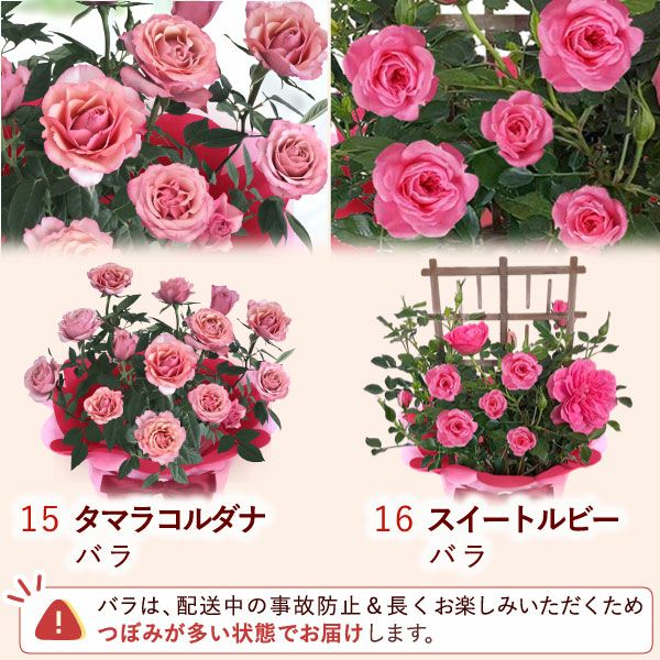 母の日 プレゼント 花 生花 ギフト 花鉢 鉢花 鉢植え ダリア 紫陽花 あじさい アジサイ バラ 薔薇 ばら 百合 ユリ ゆり マーガレット ジャスミン シャクナゲ ベゴニア 送料無料 スイーツ お菓子 洋菓子 ギフトセット おいもや