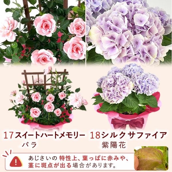 母の日 プレゼント 花 生花 ギフト 花鉢 鉢花 鉢植え ダリア 紫陽花 あじさい アジサイ バラ 薔薇 ばら 百合 ユリ ゆり マーガレット ジャスミン シャクナゲ ベゴニア 送料無料 スイーツ お菓子 洋菓子 ギフトセット おいもや