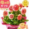 母の日 プレゼント 花 生花 ギフト 花鉢 鉢花 鉢植え ダリア 紫陽花 あじさい アジサイ バラ 薔薇 ばら 百合 ユリ ゆり マーガレット ジャスミン シャクナゲ ベゴニア 送料無料 スイーツ お菓子 洋菓子 ギフトセット おいもや