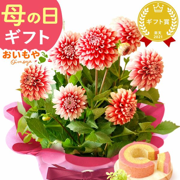 母の日 プレゼント 花 生花 ギフト 花鉢 鉢花 鉢植え ダリア 紫陽花 あじさい アジサイ バラ 薔薇 ばら 百合 ユリ ゆり マーガレット ジャスミン シャクナゲ ベゴニア 送料無料 スイーツ お菓子 洋菓子 ギフトセット おいもや
