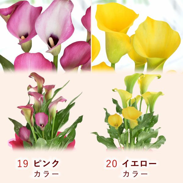 母の日 プレゼント 花 生花 ギフト 花鉢 鉢花 鉢植え ダリア 紫陽花 あじさい アジサイ バラ 薔薇 ばら 百合 ユリ ゆり マーガレット ジャスミン シャクナゲ ベゴニア 送料無料 スイーツ お菓子 洋菓子 ギフトセット おいもや