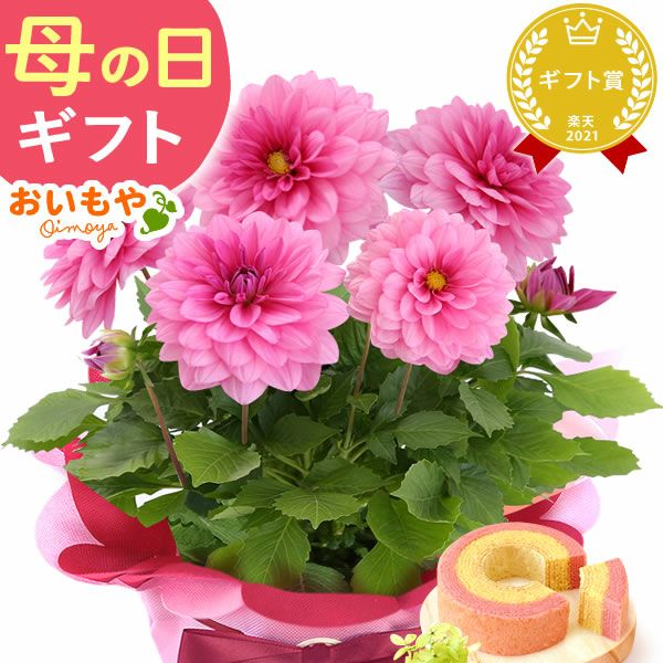 母の日 プレゼント 花 生花 ギフト 花鉢 鉢花 鉢植え ダリア 紫陽花 あじさい アジサイ バラ 薔薇 ばら 百合 ユリ ゆり マーガレット ジャスミン シャクナゲ ベゴニア 送料無料 スイーツ お菓子 洋菓子 ギフトセット おいもや