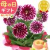 母の日 プレゼント 花 生花 ギフト 花鉢 鉢花 鉢植え ダリア 紫陽花 あじさい アジサイ バラ 薔薇 ばら 百合 ユリ ゆり マーガレット ジャスミン シャクナゲ ベゴニア 送料無料 スイーツ お菓子 洋菓子 ギフトセット おいもや