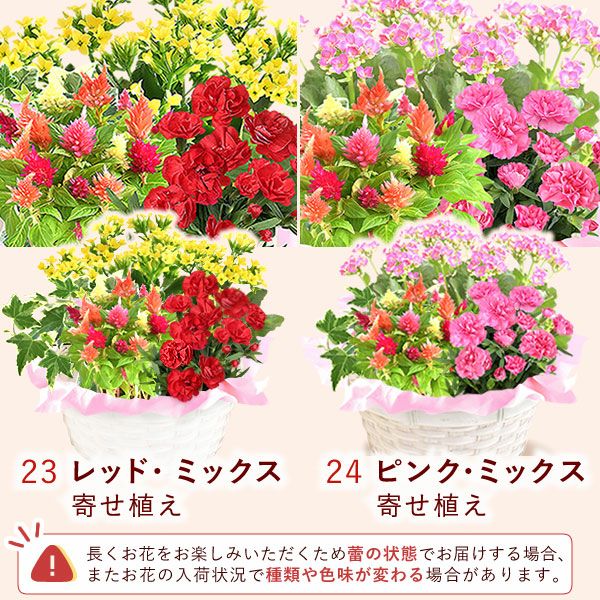 母の日 プレゼント 花 生花 ギフト 花鉢 鉢花 鉢植え ダリア 紫陽花 あじさい アジサイ バラ 薔薇 ばら 百合 ユリ ゆり マーガレット ジャスミン シャクナゲ ベゴニア 送料無料 スイーツ お菓子 洋菓子 ギフトセット おいもや