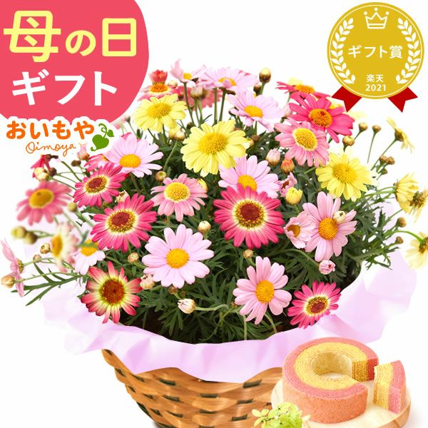 母の日 プレゼント 花 生花 ギフト 花鉢 鉢花 鉢植え ダリア 紫陽花 あじさい アジサイ バラ 薔薇 ばら 百合 ユリ ゆり マーガレット ジャスミン シャクナゲ ベゴニア 送料無料 スイーツ お菓子 洋菓子 ギフトセット おいもや