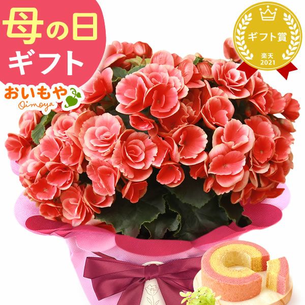 母の日 プレゼント 花 生花 ギフト 花鉢 鉢花 鉢植え ダリア 紫陽花 あじさい アジサイ バラ 薔薇 ばら 百合 ユリ ゆり マーガレット ジャスミン シャクナゲ ベゴニア 送料無料 スイーツ お菓子 洋菓子 ギフトセット おいもや