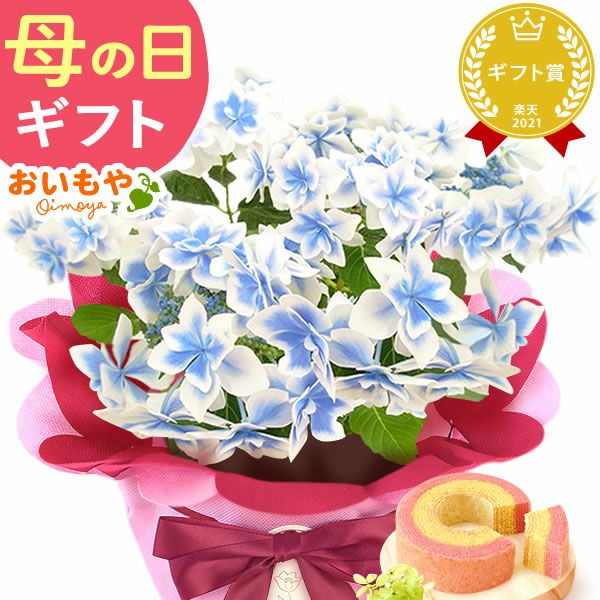 母の日 プレゼント 花 生花 ギフト 花鉢 鉢花 鉢植え ダリア 紫陽花 あじさい アジサイ バラ 薔薇 ばら 百合 ユリ ゆり マーガレット ジャスミン シャクナゲ ベゴニア 送料無料 スイーツ お菓子 洋菓子 ギフトセット おいもや