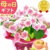 母の日 プレゼント 花 生花 ギフト 花鉢 鉢花 鉢植え ダリア 紫陽花 あじさい アジサイ バラ 薔薇 ばら 百合 ユリ ゆり マーガレット ジャスミン シャクナゲ ベゴニア 送料無料 スイーツ お菓子 洋菓子 ギフトセット おいもや