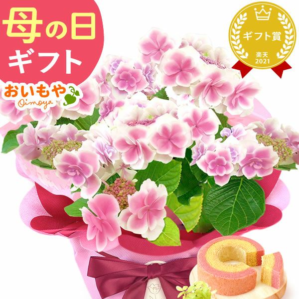 母の日 プレゼント 花 生花 ギフト 花鉢 鉢花 鉢植え ダリア 紫陽花 あじさい アジサイ バラ 薔薇 ばら 百合 ユリ ゆり マーガレット ジャスミン シャクナゲ ベゴニア 送料無料 スイーツ お菓子 洋菓子 ギフトセット おいもや
