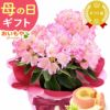母の日 プレゼント 花 生花 ギフト 花鉢 鉢花 鉢植え ダリア 紫陽花 あじさい アジサイ バラ 薔薇 ばら 百合 ユリ ゆり マーガレット ジャスミン シャクナゲ ベゴニア 送料無料 スイーツ お菓子 洋菓子 ギフトセット おいもや