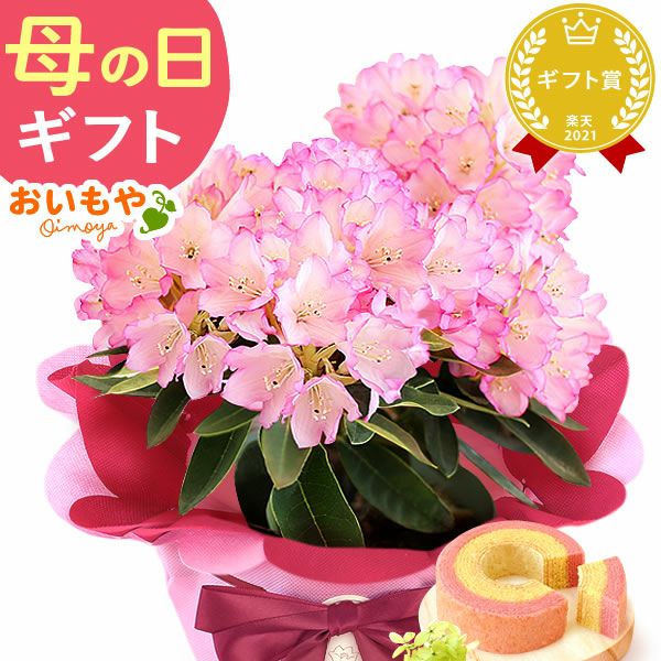 母の日 プレゼント 花 生花 ギフト 花鉢 鉢花 鉢植え ダリア 紫陽花 あじさい アジサイ バラ 薔薇 ばら 百合 ユリ ゆり マーガレット ジャスミン シャクナゲ ベゴニア 送料無料 スイーツ お菓子 洋菓子 ギフトセット おいもや