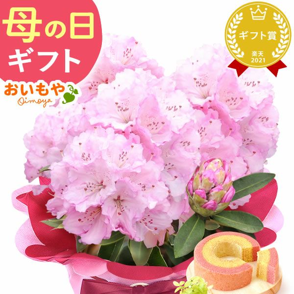 母の日 プレゼント 花 生花 ギフト 花鉢 鉢花 鉢植え ダリア 紫陽花 あじさい アジサイ バラ 薔薇 ばら 百合 ユリ ゆり マーガレット ジャスミン シャクナゲ ベゴニア 送料無料 スイーツ お菓子 洋菓子 ギフトセット おいもや