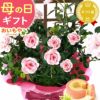 母の日 プレゼント 花 生花 ギフト 花鉢 鉢花 鉢植え ダリア 紫陽花 あじさい アジサイ バラ 薔薇 ばら 百合 ユリ ゆり マーガレット ジャスミン シャクナゲ ベゴニア 送料無料 スイーツ お菓子 洋菓子 ギフトセット おいもや