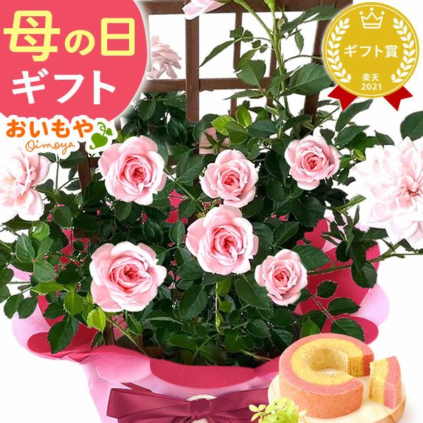 母の日 プレゼント 花 生花 ギフト 花鉢 鉢花 鉢植え ダリア 紫陽花 あじさい アジサイ バラ 薔薇 ばら 百合 ユリ ゆり マーガレット ジャスミン シャクナゲ ベゴニア 送料無料 スイーツ お菓子 洋菓子 ギフトセット おいもや