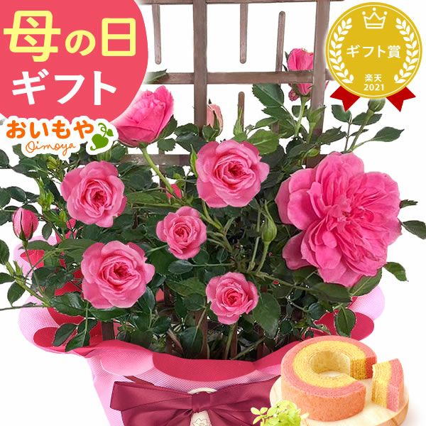 母の日 プレゼント 花 生花 ギフト 花鉢 鉢花 鉢植え ダリア 紫陽花 あじさい アジサイ バラ 薔薇 ばら 百合 ユリ ゆり マーガレット ジャスミン シャクナゲ ベゴニア 送料無料 スイーツ お菓子 洋菓子 ギフトセット おいもや