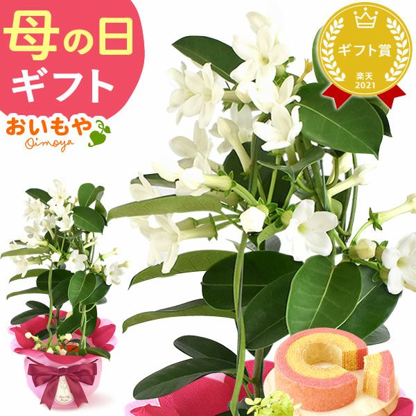 母の日 プレゼント 花 生花 ギフト 花鉢 鉢花 鉢植え ダリア 紫陽花 あじさい アジサイ バラ 薔薇 ばら 百合 ユリ ゆり マーガレット ジャスミン シャクナゲ ベゴニア 送料無料 スイーツ お菓子 洋菓子 ギフトセット おいもや