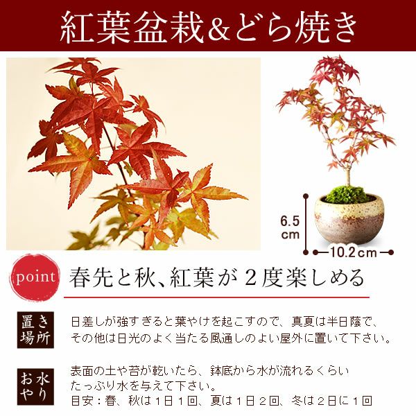 ミニ盆栽（紅葉）＋どら焼き２個セット 敬老の日 プレゼント ギフト 花 盆栽 ミニ 鉢植え 紅葉 もみじ 花鉢 観葉植物 ミニ盆栽 手のひら 苔盆栽 苔 おしゃれ どら焼き 送料無料 スイーツ お菓子 和菓子 メッセージカード おいもや