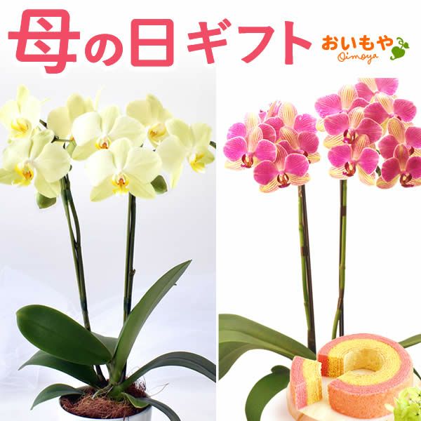 母の日 プレゼント 花 生花 ギフト 胡蝶蘭 ミディ 蘭 ラン 鉢花 鉢植え 生花 2本立ち お祝い おしゃれ 可愛い かわいい バウムクーヘン 苺 いちご 送料無料 スイーツ お菓子 洋菓子 ギフトセット おいもや