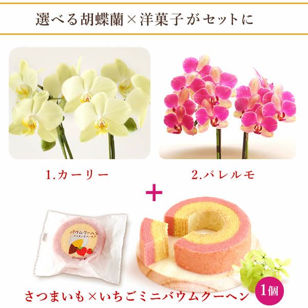 母の日 プレゼント 花 生花 ギフト 胡蝶蘭 ミディ 蘭 ラン 鉢花 鉢植え 生花 2本立ち お祝い おしゃれ 可愛い かわいい バウムクーヘン 苺 いちご 送料無料 スイーツ お菓子 洋菓子 ギフトセット おいもや