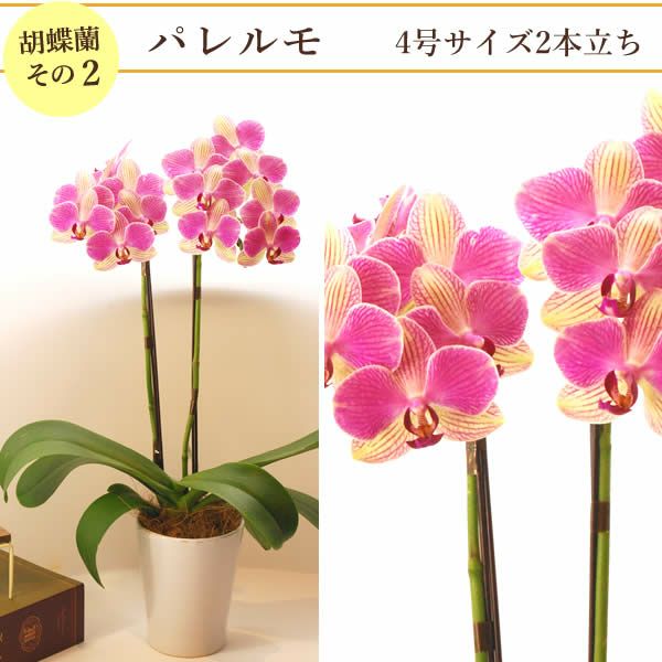 母の日 プレゼント 花 生花 ギフト 胡蝶蘭 ミディ 蘭 ラン 鉢花 鉢植え 生花 2本立ち お祝い おしゃれ 可愛い かわいい バウムクーヘン 苺 いちご 送料無料 スイーツ お菓子 洋菓子 ギフトセット おいもや