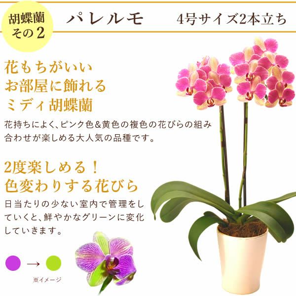 母の日 プレゼント 花 生花 ギフト 胡蝶蘭 ミディ 蘭 ラン 鉢花 鉢植え 生花 2本立ち お祝い おしゃれ 可愛い かわいい バウムクーヘン 苺 いちご 送料無料 スイーツ お菓子 洋菓子 ギフトセット おいもや