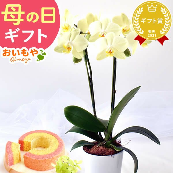 母の日 プレゼント 花 生花 ギフト 胡蝶蘭 ミディ 蘭 ラン 鉢花 鉢植え 生花 2本立ち お祝い おしゃれ 可愛い かわいい バウムクーヘン 苺 いちご 送料無料 スイーツ お菓子 洋菓子 ギフトセット おいもや