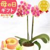母の日 プレゼント 花 生花 ギフト 胡蝶蘭 ミディ 蘭 ラン 鉢花 鉢植え 生花 2本立ち お祝い おしゃれ 可愛い かわいい バウムクーヘン 苺 いちご 送料無料 スイーツ お菓子 洋菓子 ギフトセット おいもや