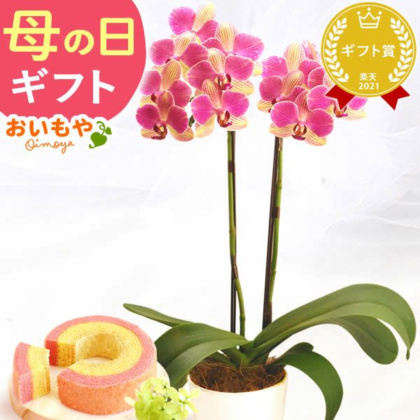 母の日 プレゼント 花 生花 ギフト 胡蝶蘭 ミディ 蘭 ラン 鉢花 鉢植え 生花 2本立ち お祝い おしゃれ 可愛い かわいい バウムクーヘン 苺 いちご 送料無料 スイーツ お菓子 洋菓子 ギフトセット おいもや