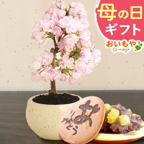 母の日 プレゼント 花 生花 ギフト ははの日 花 生花 ギフト 桜 さくら 盆栽 ミニ盆栽 鉢植え 花鉢 鉢花 フラワーギフト おしゃれ オシャレ 可愛い どら焼き 送料無料 スイーツ お菓子 和菓子 ギフトセット おいもや