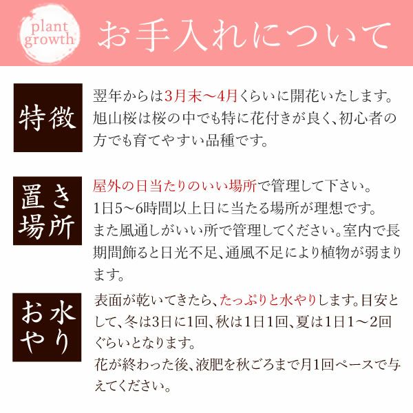 母の日 プレゼント 花 生花 ギフト ははの日 花 生花 ギフト 桜 さくら 盆栽 ミニ盆栽 鉢植え 花鉢 鉢花 フラワーギフト おしゃれ オシャレ 可愛い どら焼き 送料無料 スイーツ お菓子 和菓子 ギフトセット おいもや