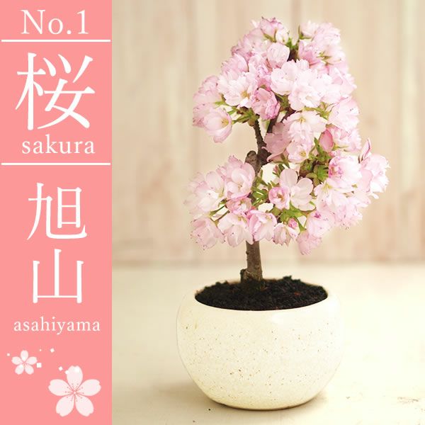 母の日 プレゼント 花 生花 ギフト ははの日 花 生花 ギフト 桜 さくら 盆栽 ミニ盆栽 鉢植え 花鉢 鉢花 フラワーギフト おしゃれ オシャレ 可愛い どら焼き 送料無料 スイーツ お菓子 和菓子 ギフトセット おいもや