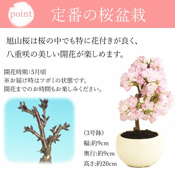 母の日 プレゼント 花 生花 ギフト ははの日 花 生花 ギフト 桜 さくら 盆栽 ミニ盆栽 鉢植え 花鉢 鉢花 フラワーギフト おしゃれ オシャレ 可愛い どら焼き 送料無料 スイーツ お菓子 和菓子 ギフトセット おいもや