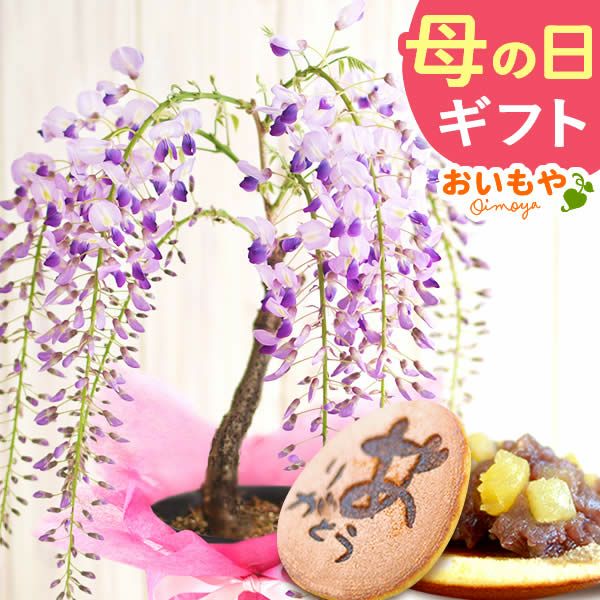 母の日 プレゼント 花 生花 ギフト 藤 盆栽 フジ ふじ 盆栽鉢 ミニ盆栽 鉢植え 藤の花 一才藤 花鉢 鉢花 ミニ bonsai 可愛い どら焼き どらやき 送料無料 スイーツ お菓子 和菓子 ギフトセット おいもや