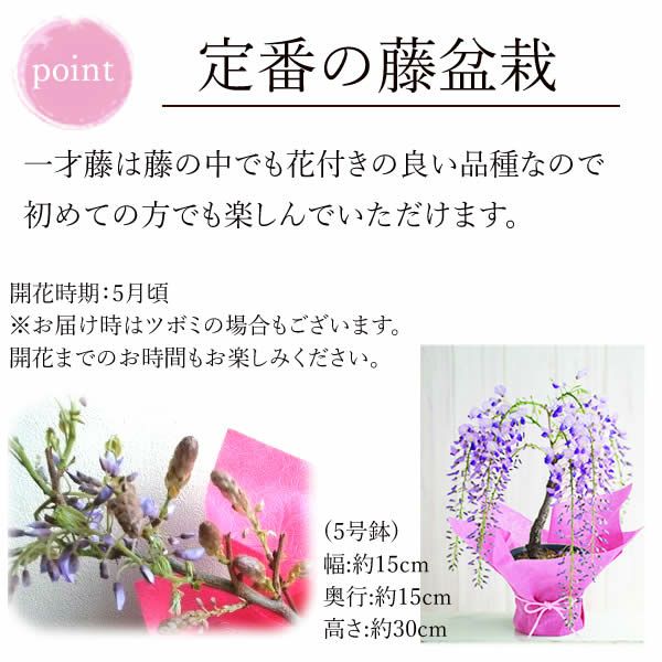 母の日 プレゼント 花 生花 ギフト 藤 盆栽 フジ ふじ 盆栽鉢 ミニ盆栽 鉢植え 藤の花 一才藤 花鉢 鉢花 ミニ bonsai 可愛い どら焼き どらやき 送料無料 スイーツ お菓子 和菓子 ギフトセット おいもや