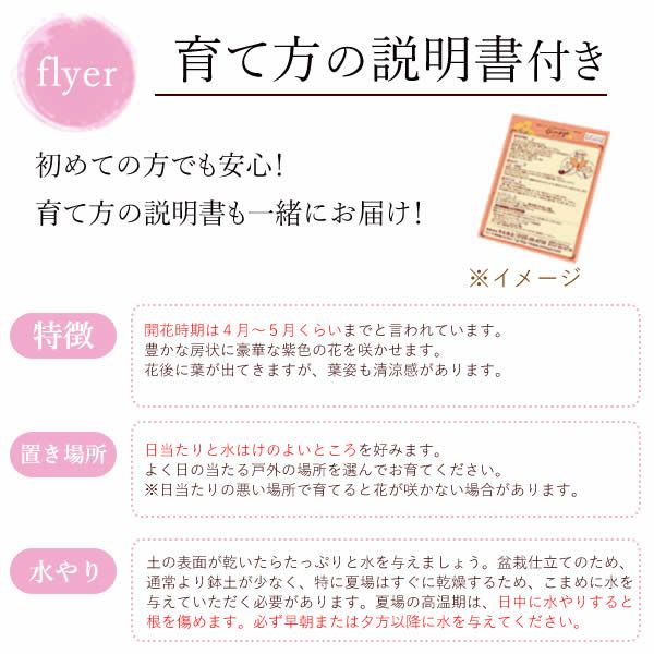 母の日 プレゼント 花 生花 ギフト 藤 盆栽 フジ ふじ 盆栽鉢 ミニ盆栽 鉢植え 藤の花 一才藤 花鉢 鉢花 ミニ bonsai 可愛い どら焼き どらやき 送料無料 スイーツ お菓子 和菓子 ギフトセット おいもや