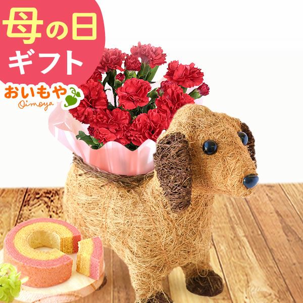 わんちゃん＆スイーツセット 母の日 プレゼント 花 ギフト カーネーション ケイトウ 花鉢 鉢花 鉢植え アニマル 犬 猫 ネコ ねこ クマ くま バウムクーヘン いちご 苺 イチゴ 送料無料 スイーツ お菓子 洋菓子 ギフトセット おいもや
