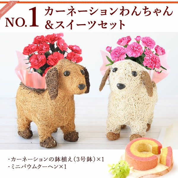 わんちゃん＆スイーツセット 母の日 プレゼント 花 ギフト カーネーション ケイトウ 花鉢 鉢花 鉢植え アニマル 犬 猫 ネコ ねこ クマ くま バウムクーヘン いちご 苺 イチゴ 送料無料 スイーツ お菓子 洋菓子 ギフトセット おいもや